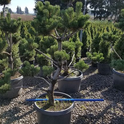 Oregon Green Austrian Pine, #25 Container Size
