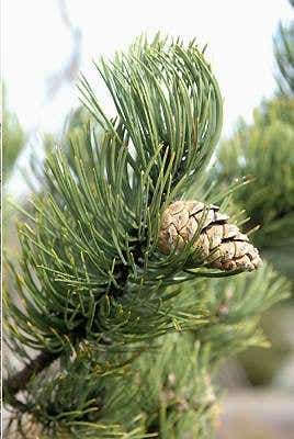 Oregon Green Austrian Pine, #25 Container Size