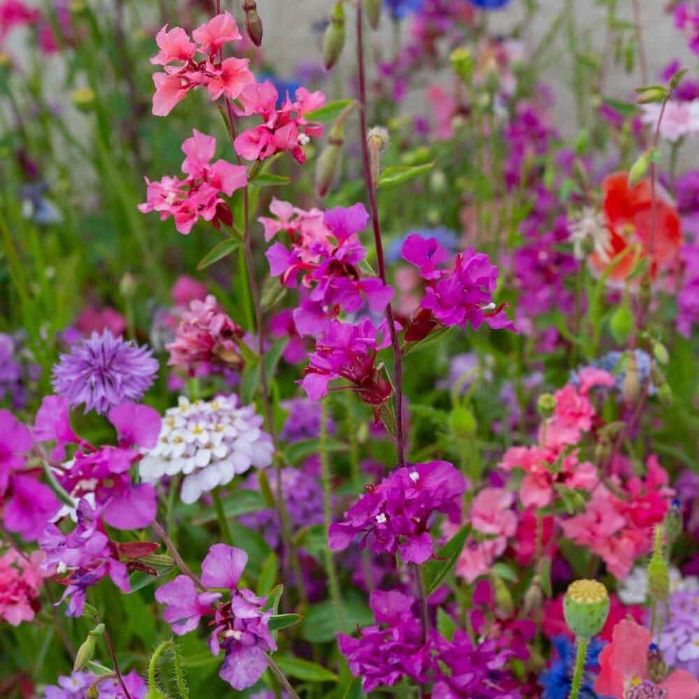 Great Basin Seed Western Wildflower Seed Mix, 3 Oz. Package