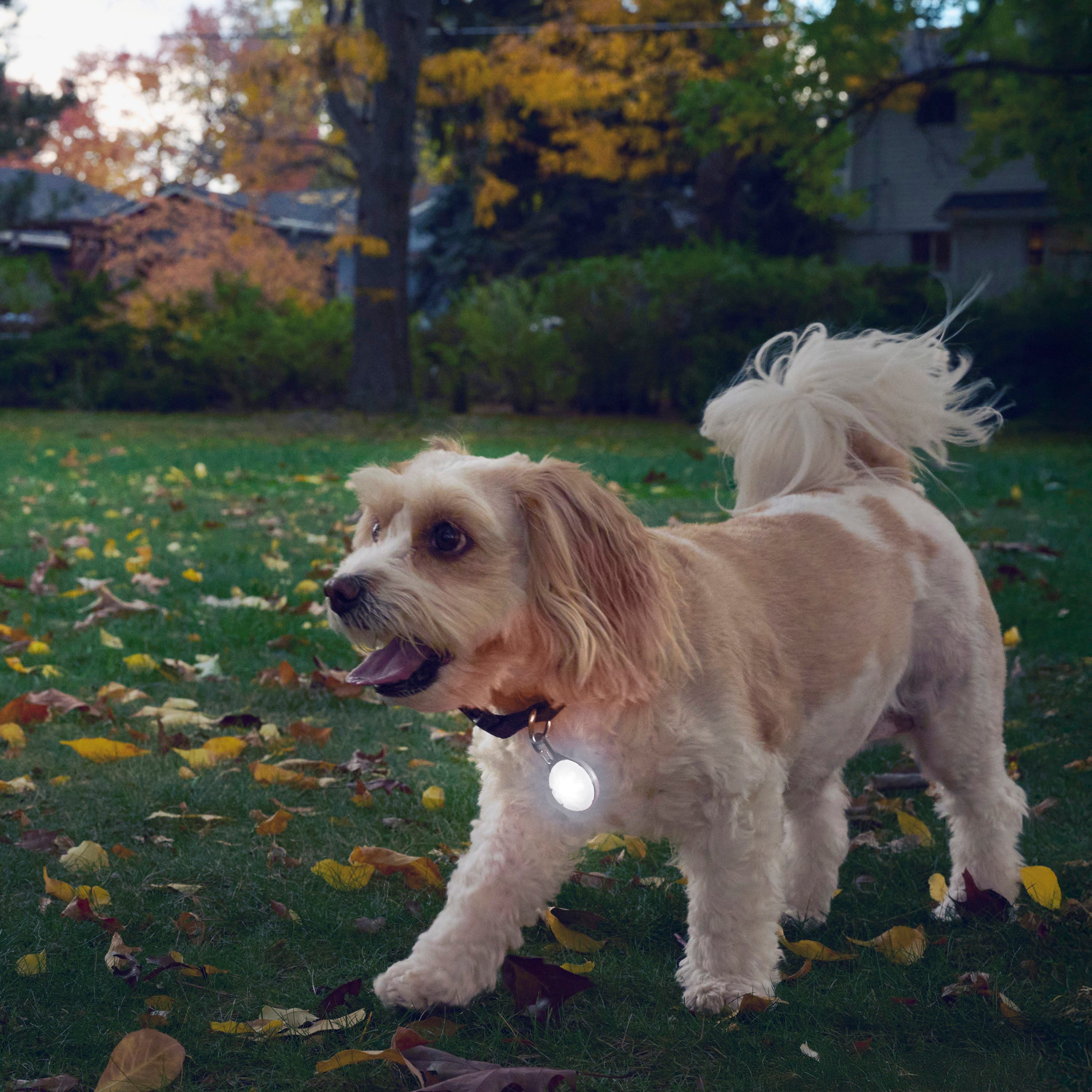Nite Ize SpotLit Rechargeable Collar Light, White