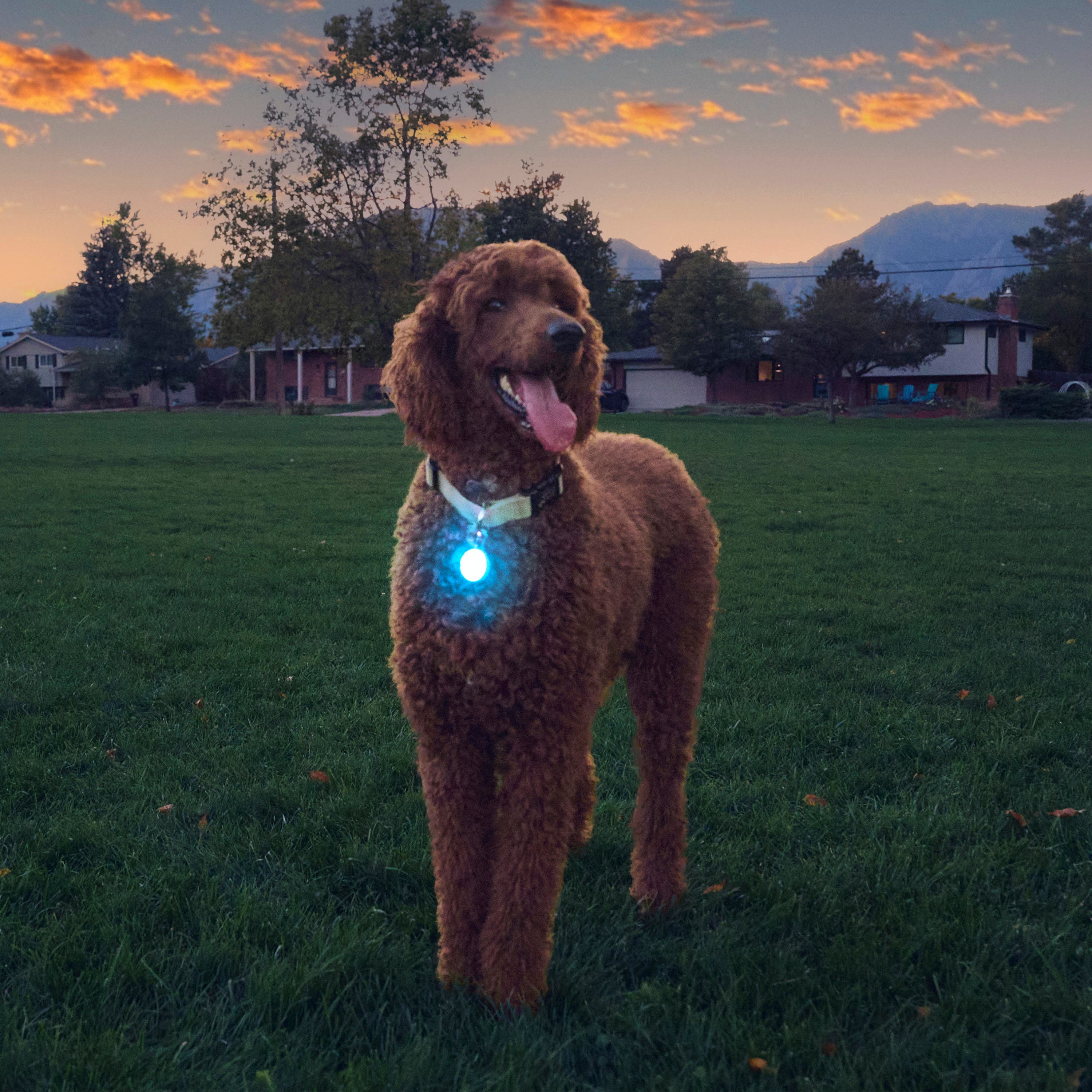 Nite Ize, SpotLit Rechargeable Collar Light, Blue