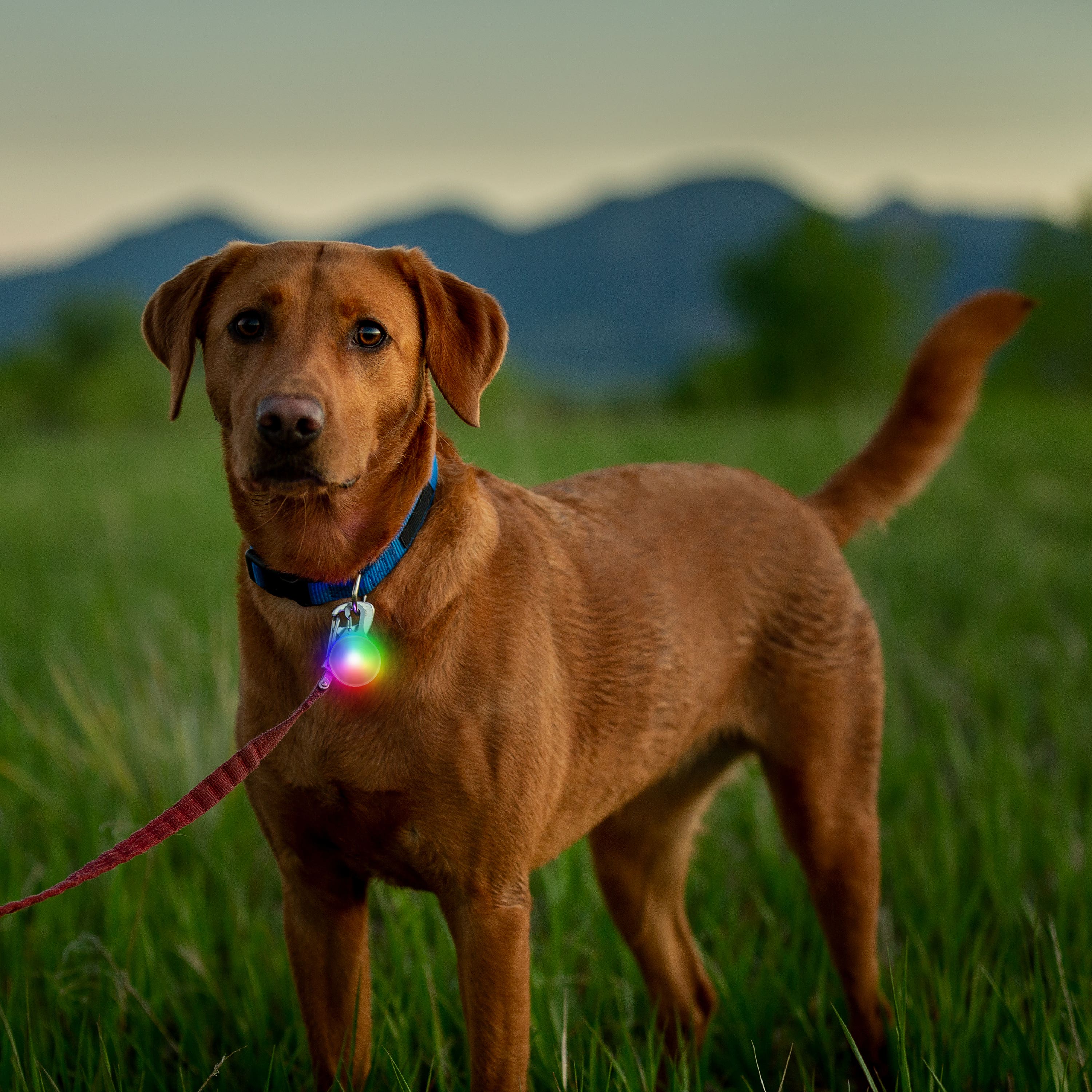 Nite Ize SpotLit Rechargeable Collar Light - Disc-O Tech