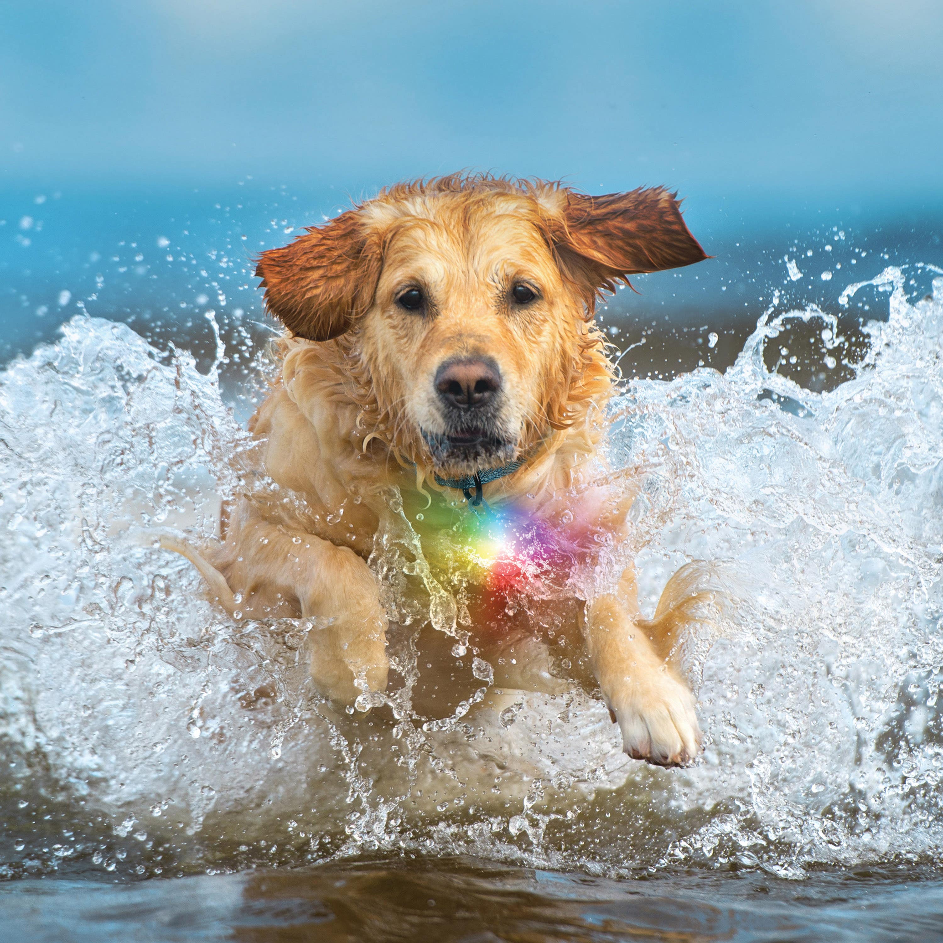 Nite Ize SpotLit Splash Waterproof Rechargeable Collar Light, Disc-O Tech