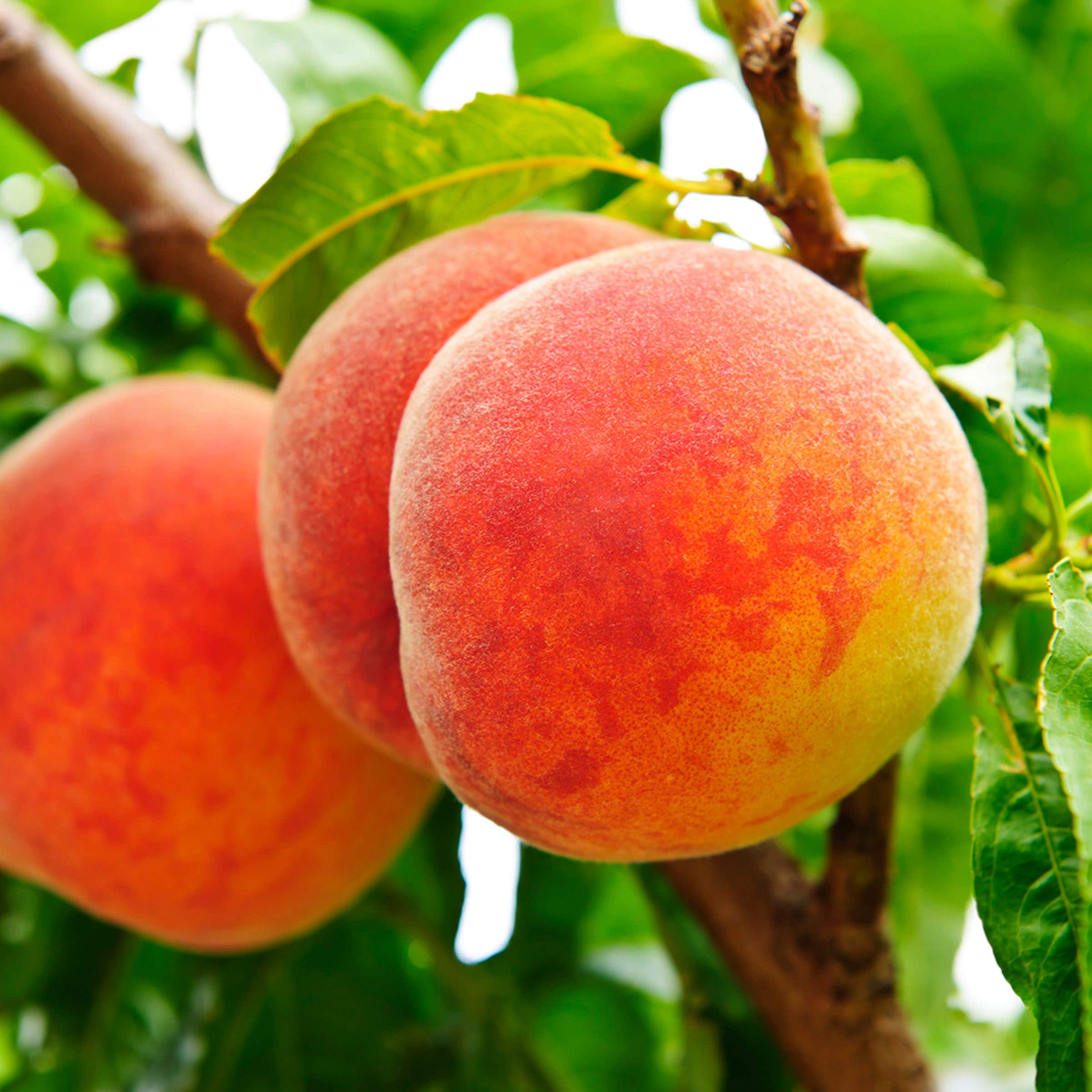 Veteran Peach Tree, #7