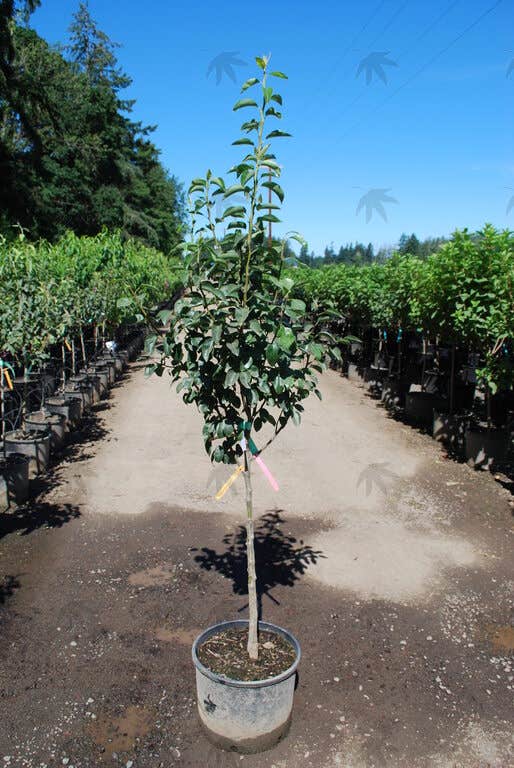 Pear 4 In 1 Combination Tree, # 7