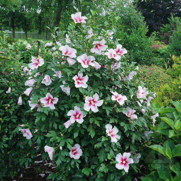 Paraplu Pink Ink® Rose of Sharon Hibiscus, # 5 Container Size