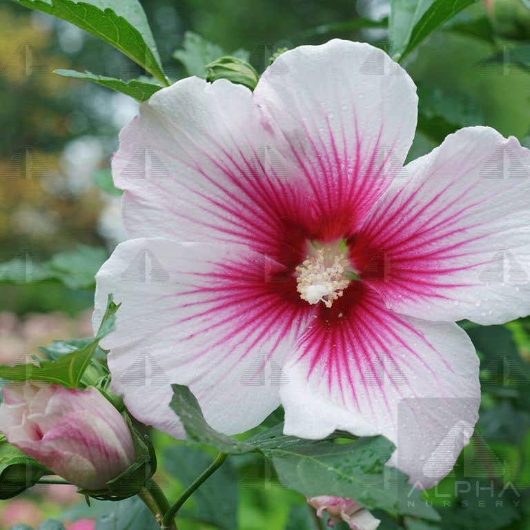 Paraplu Pink Ink® Rose of Sharon Hibiscus, # 5 Container Size