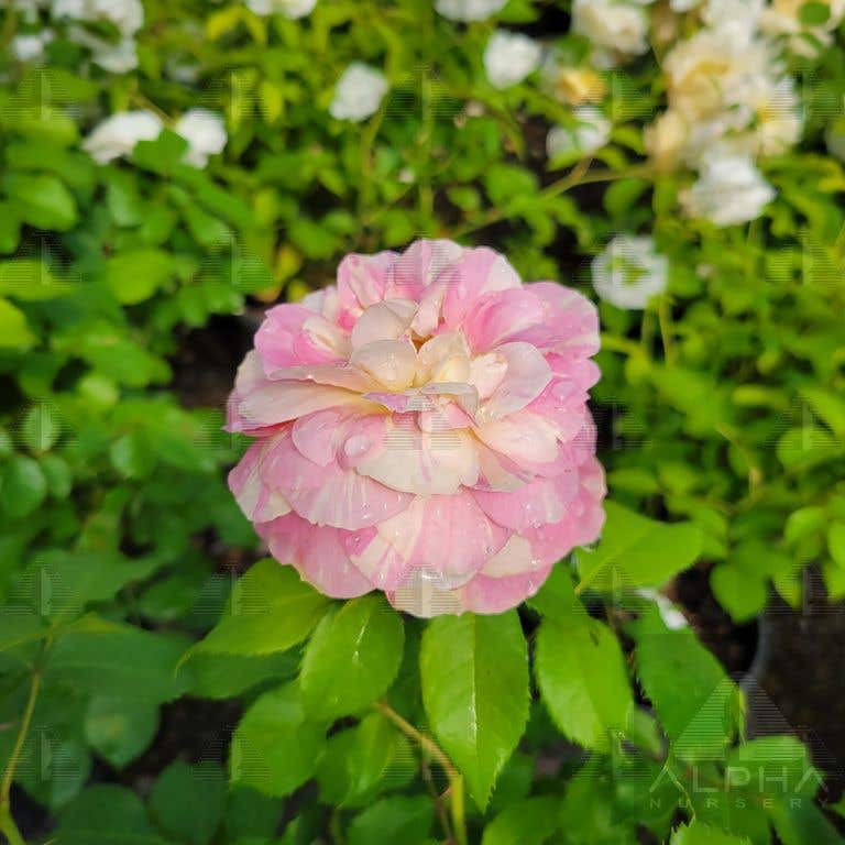 Pop Art™ Grandiflora Rose, # 2 Container Size