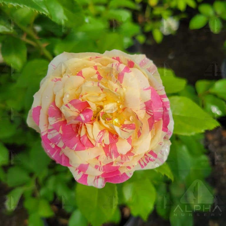 Pop Art™ Grandiflora Rose, # 2 Container Size