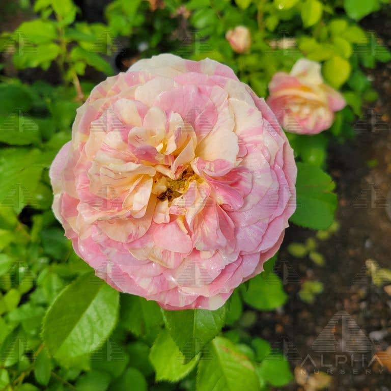 Pop Art™ Grandiflora Rose, # 2 Container Size