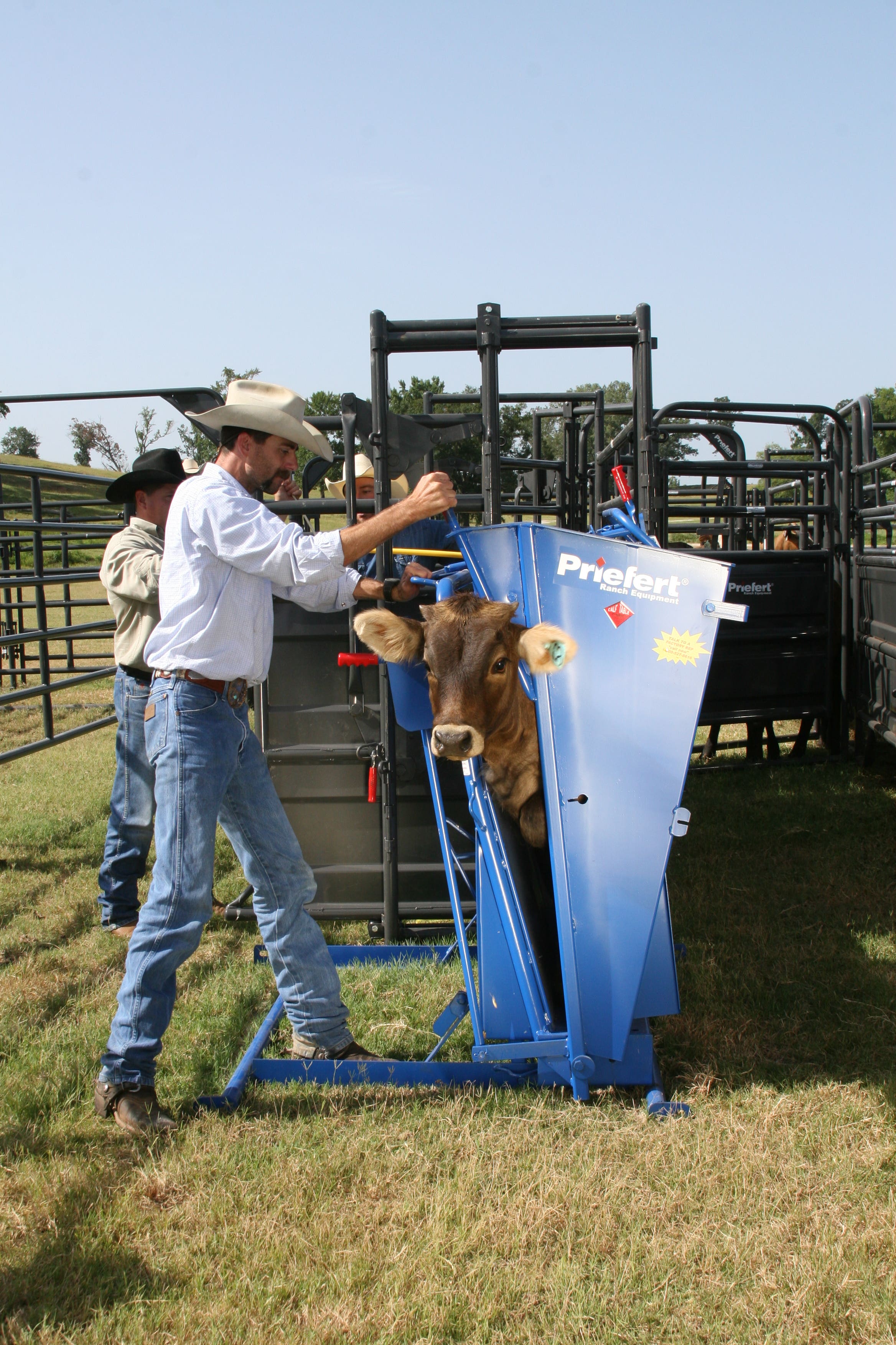 Priefert Calf Table