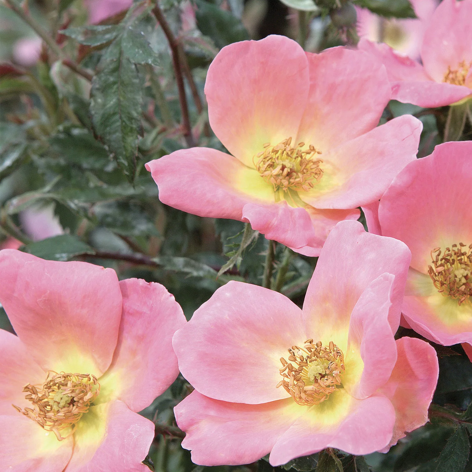 The Rainbow Knock Out® Rose, #2 Container Size