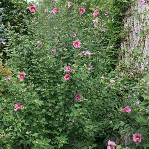 Red Pillar® Rose of Sharon Hibiscus, # 2 Container Size