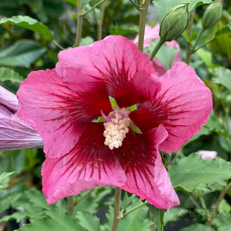 Red Pillar® Rose of Sharon Hibiscus, # 2 Container Size