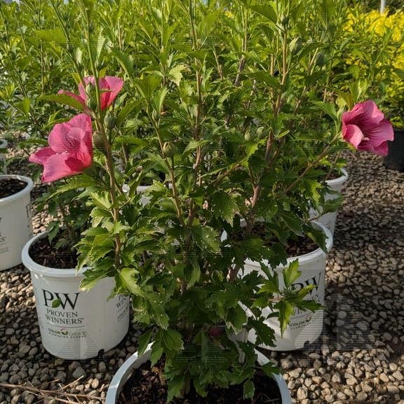 Red Pillar® Rose of Sharon Hibiscus, # 2 Container Size