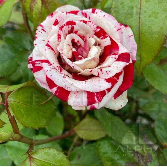 Rock & Roll™ Grandiflora Rose, # 2