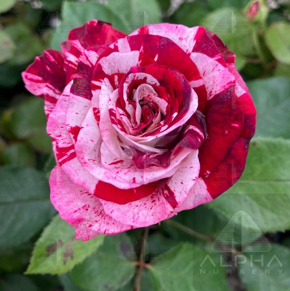 Rock & Roll™ Grandiflora Rose, # 2