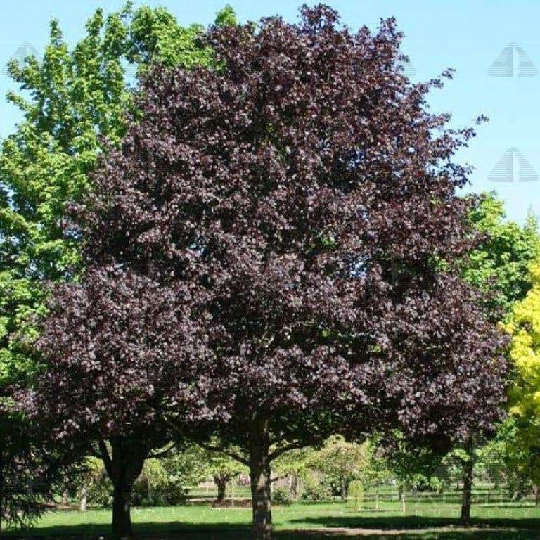 Royal Red Norway Maple, #10 Container Size