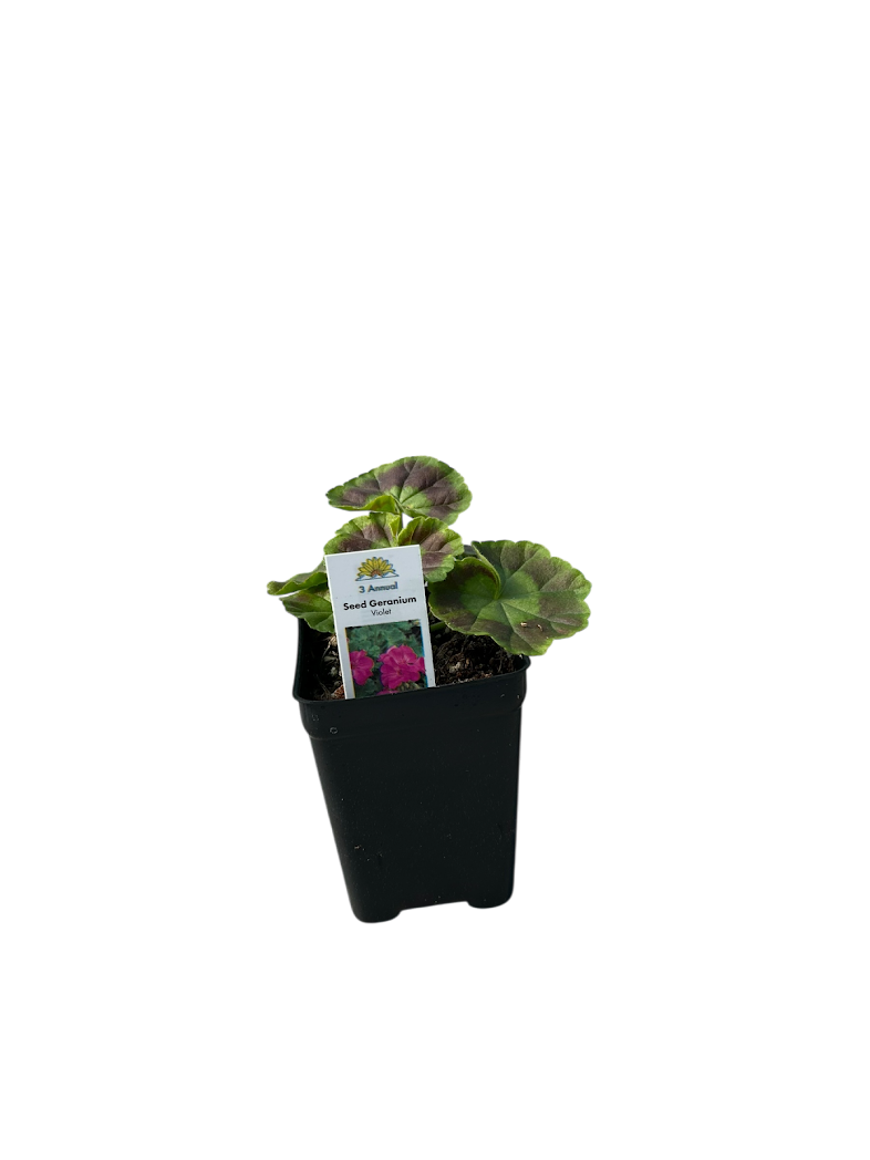 Seed Geraniums Live Potted Plant, 3 in Assorted Colors