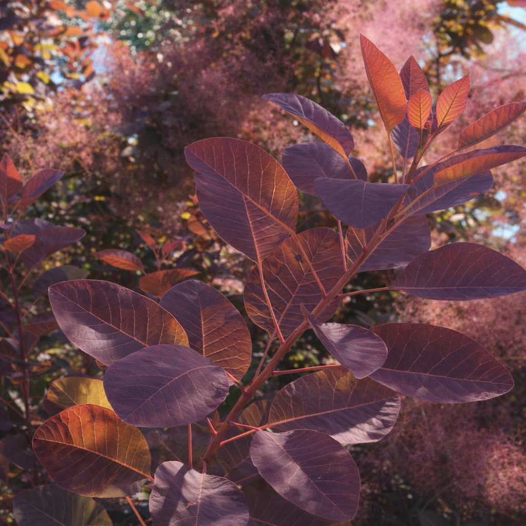 Royal Purple Smoke Bush, # 2 Container Size