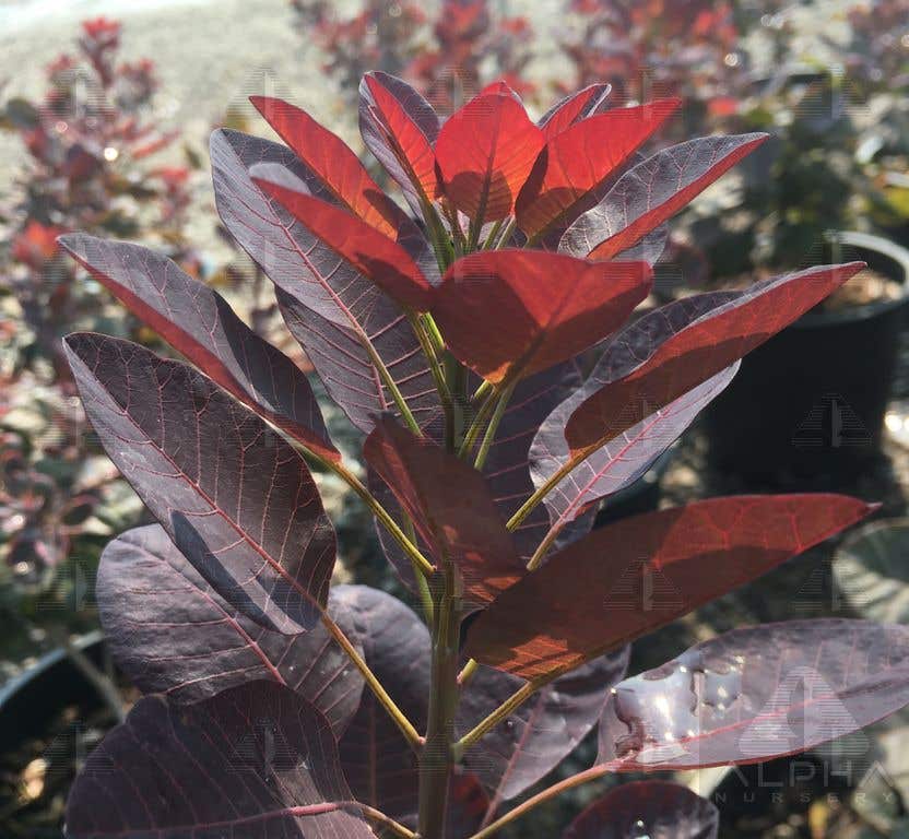 Royal Purple Smoke Bush, # 2 Container Size