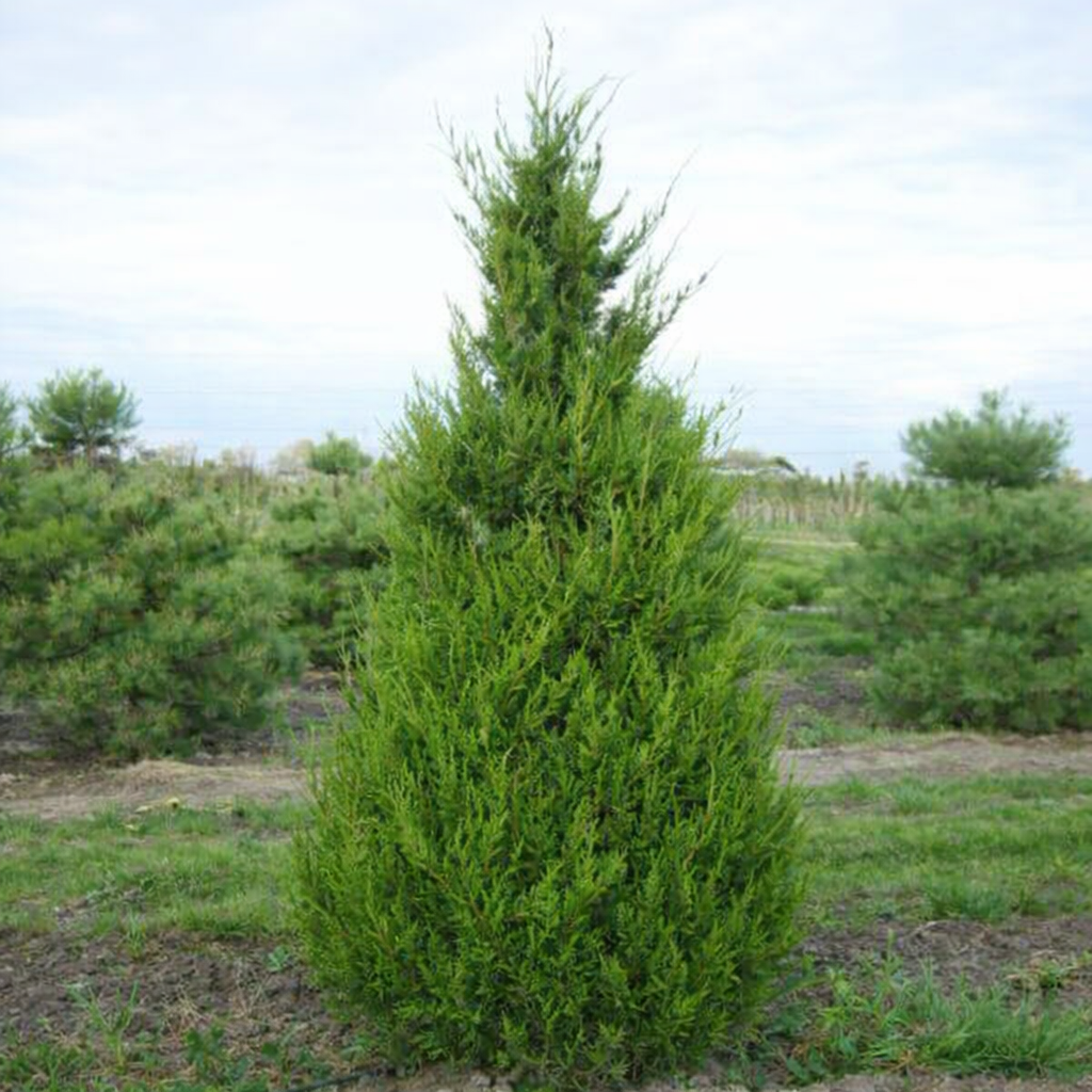 Spartan Juniper, #5 Container