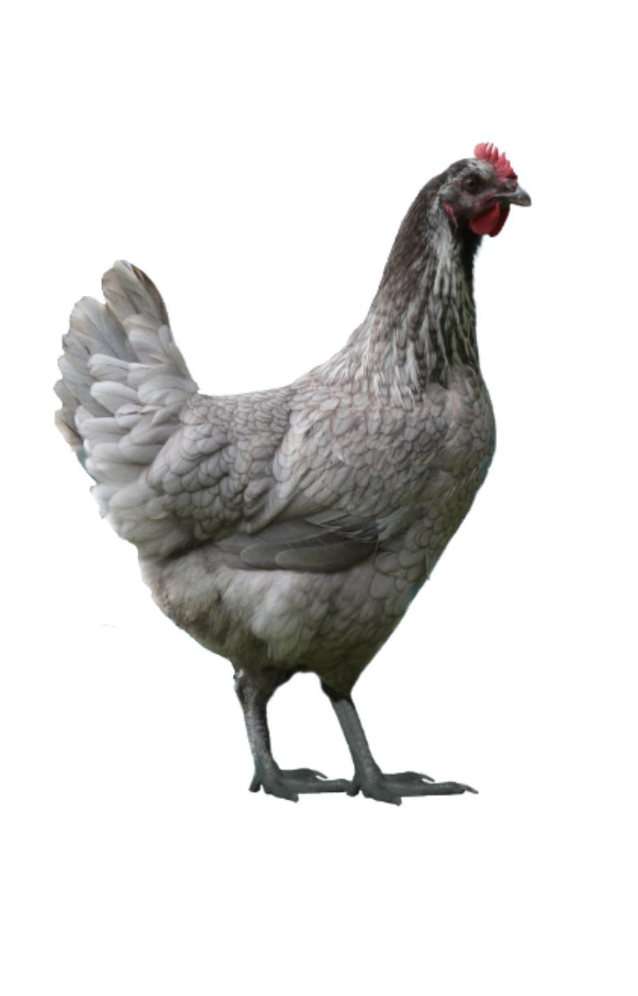 Steel Blue Nova Pullet Chicks