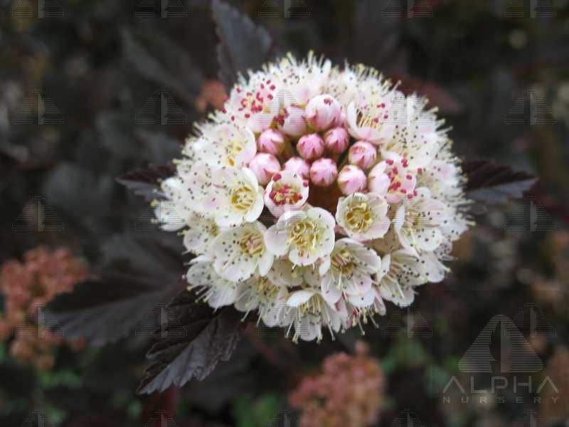Summer Wine® Ninebark, #5 Container Size