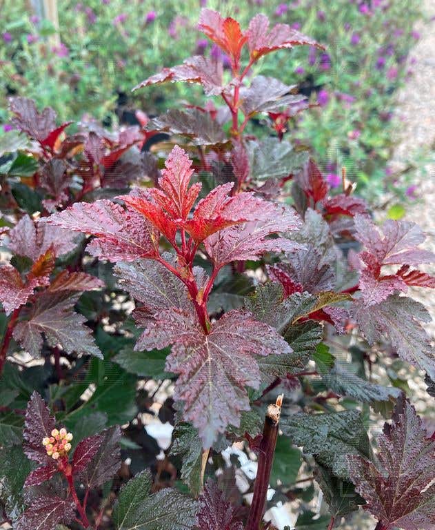 Summer Wine® Ninebark, #5 Container Size