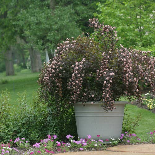 Summer Wine® Ninebark, #5 Container Size