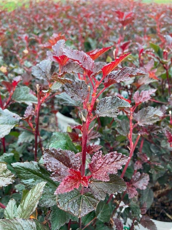 Summer Wine® Ninebark, #5 Container Size