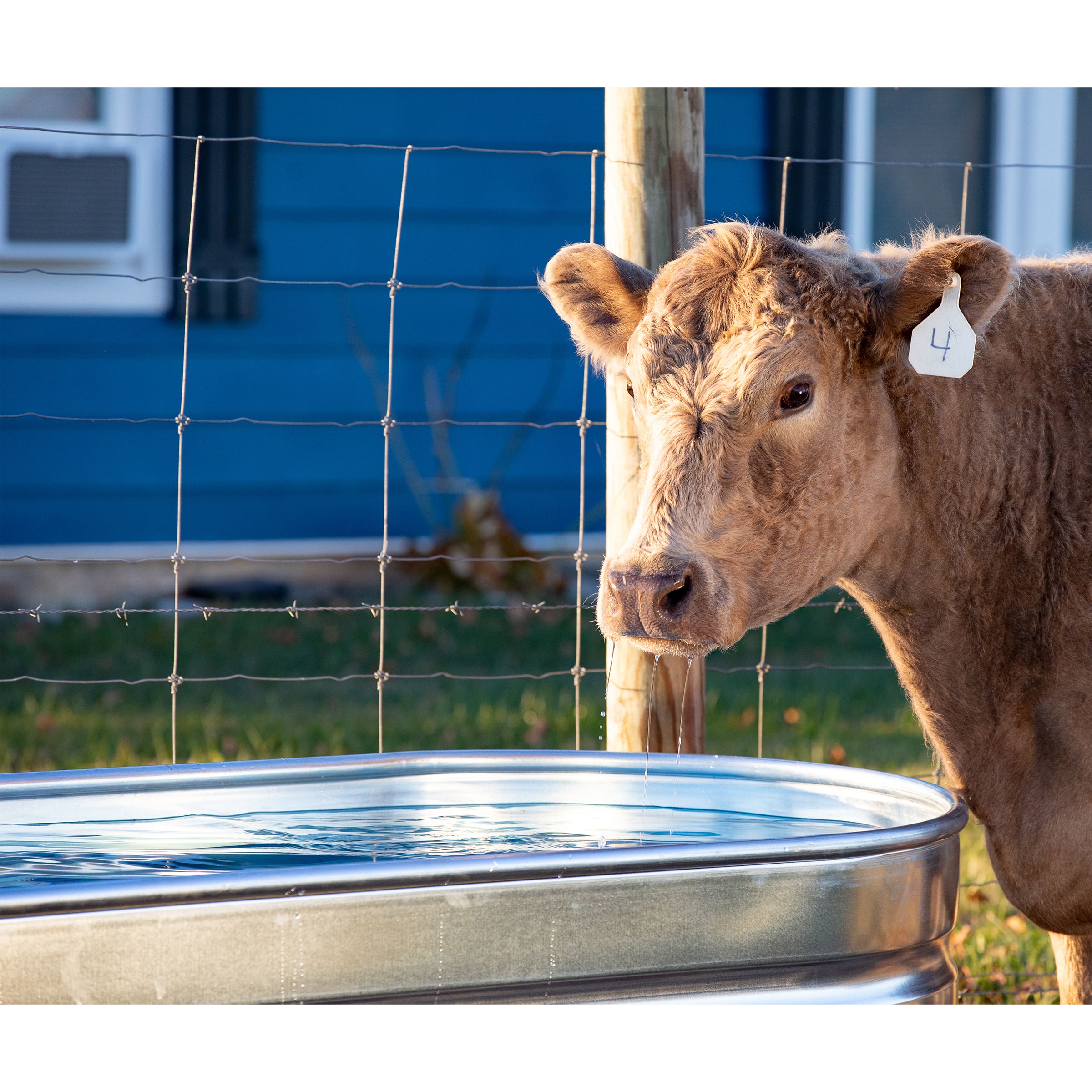 Tarter Oval Mega Stock Tank 300 gal Galvanized Steel
