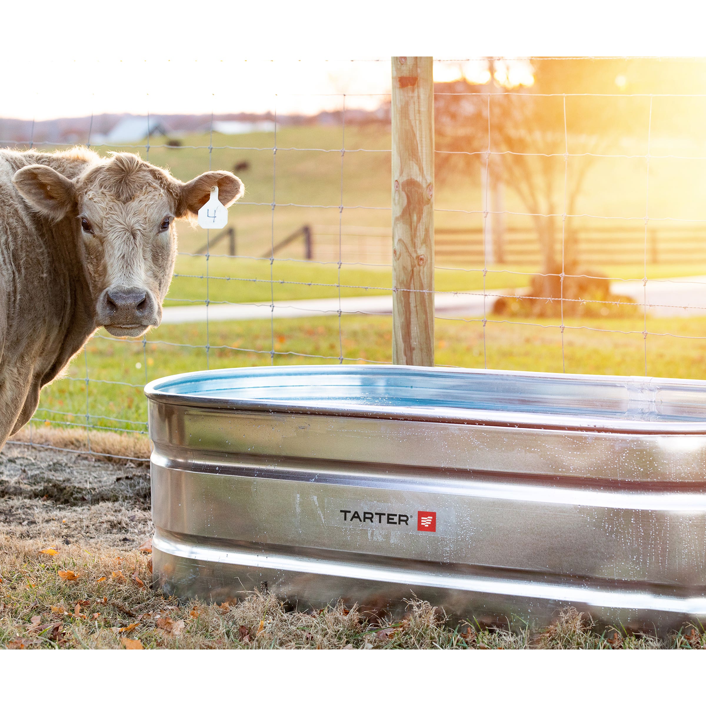 Tarter Oval Mega Stock Tank 300 gal Galvanized Steel
