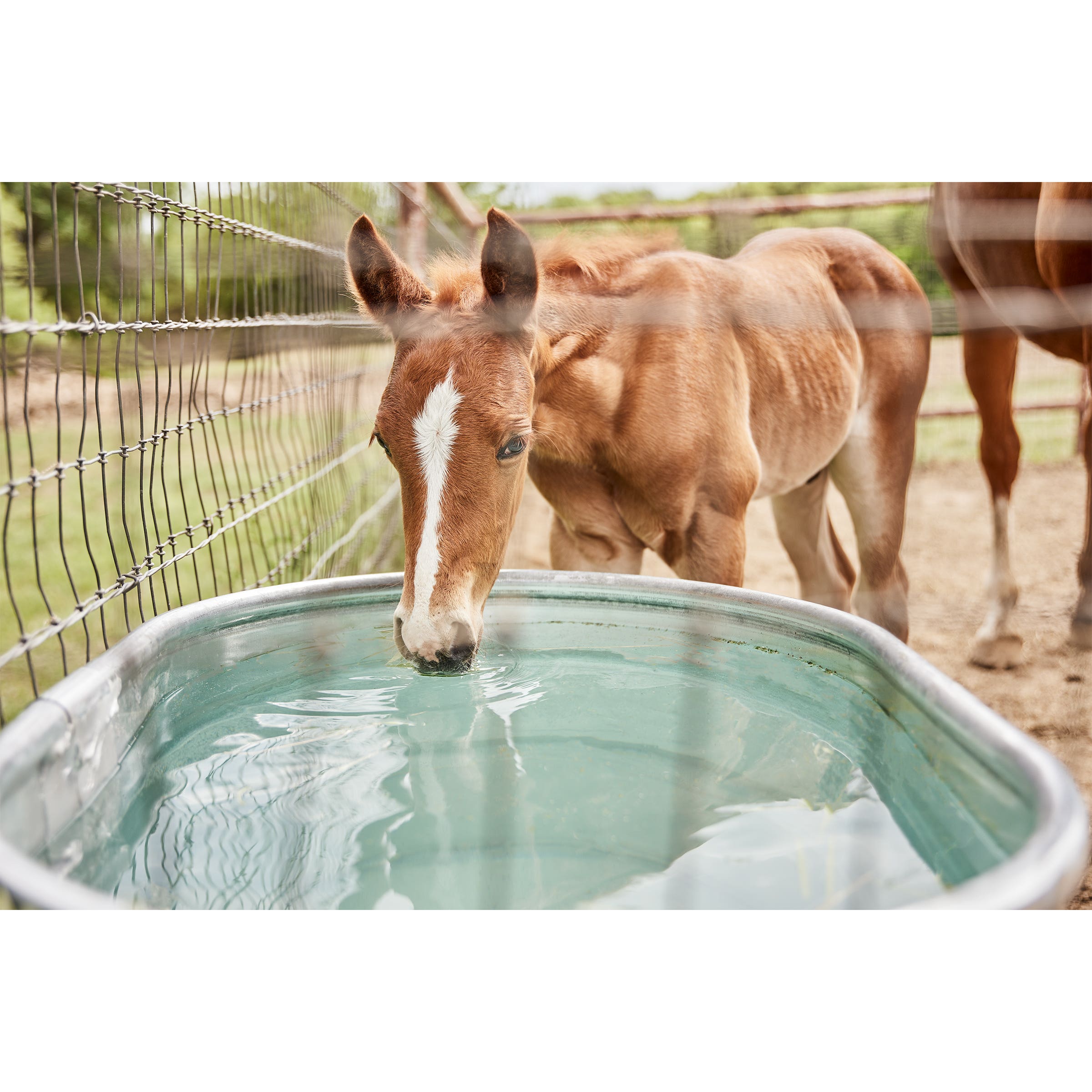 Tarter Oval Dura Tall Stock Tank 70 gal Galvanized Steel