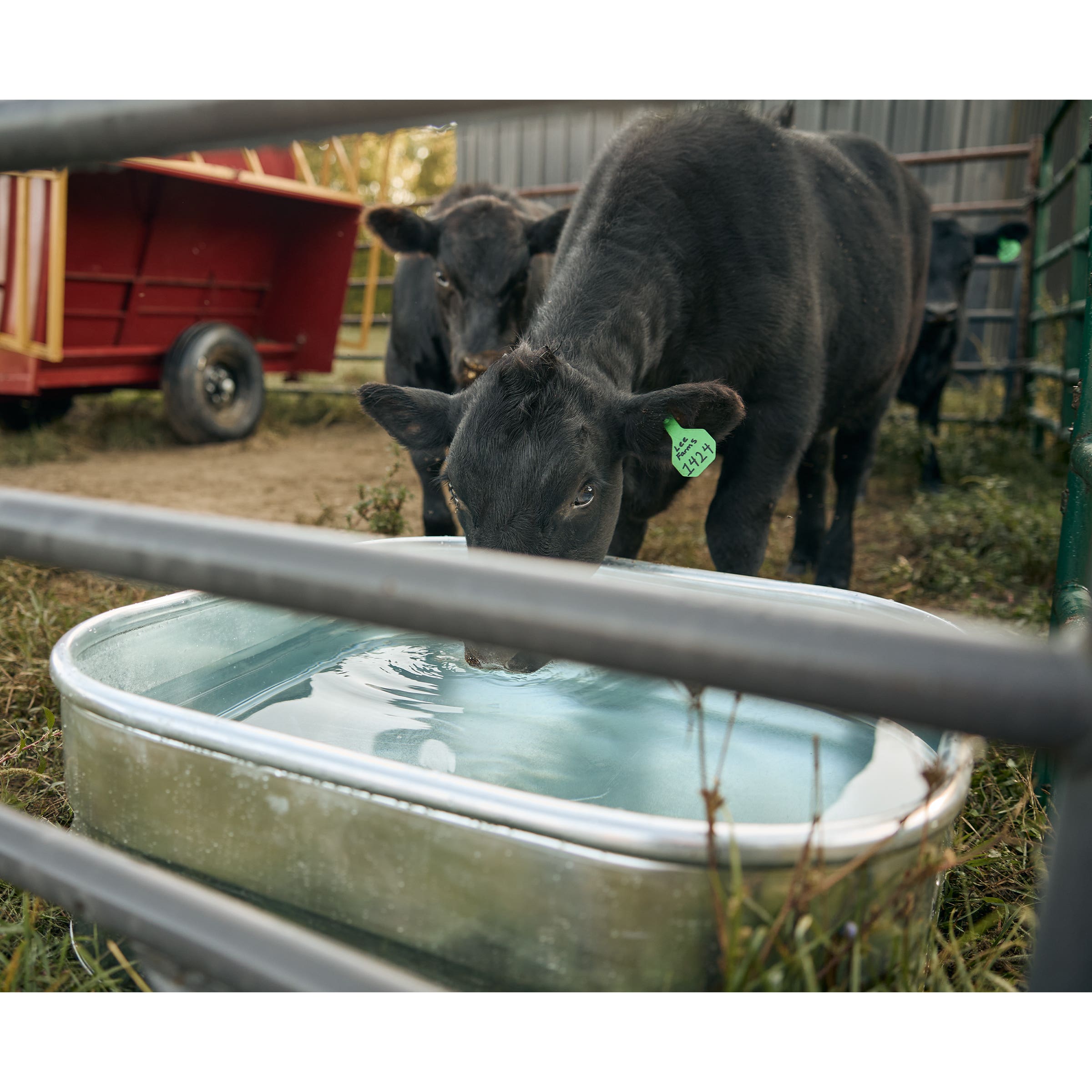 Tarter Square Trough 134 gal Galvanized Steel