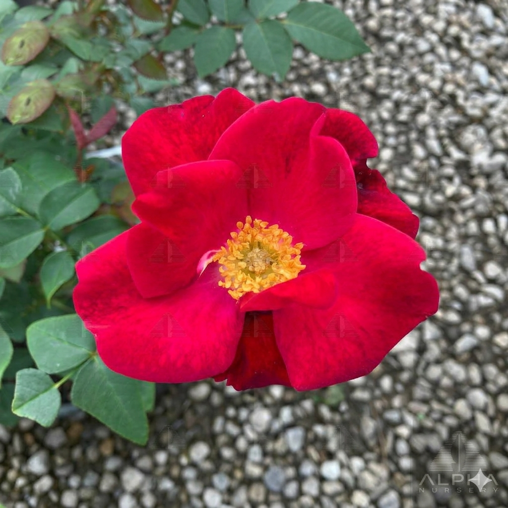 Top Gun™ Shrub Rose, #2 Container Size
