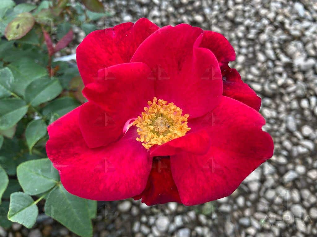 Top Gun™ Shrub Rose, #2 Container Size