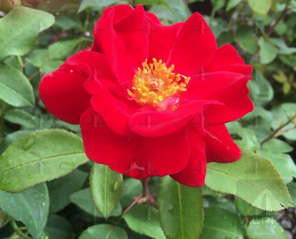Top Gun™ Shrub Rose, #2 Container Size