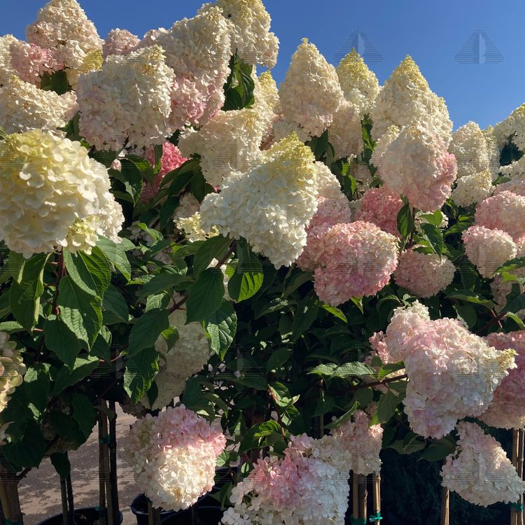Vanilla Strawberry™ Hydrangea, # 2 Container Size