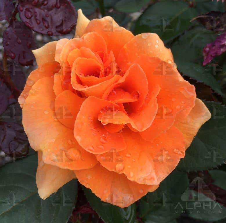 Vavoom™ Floribunda Rose , #2 Container Size