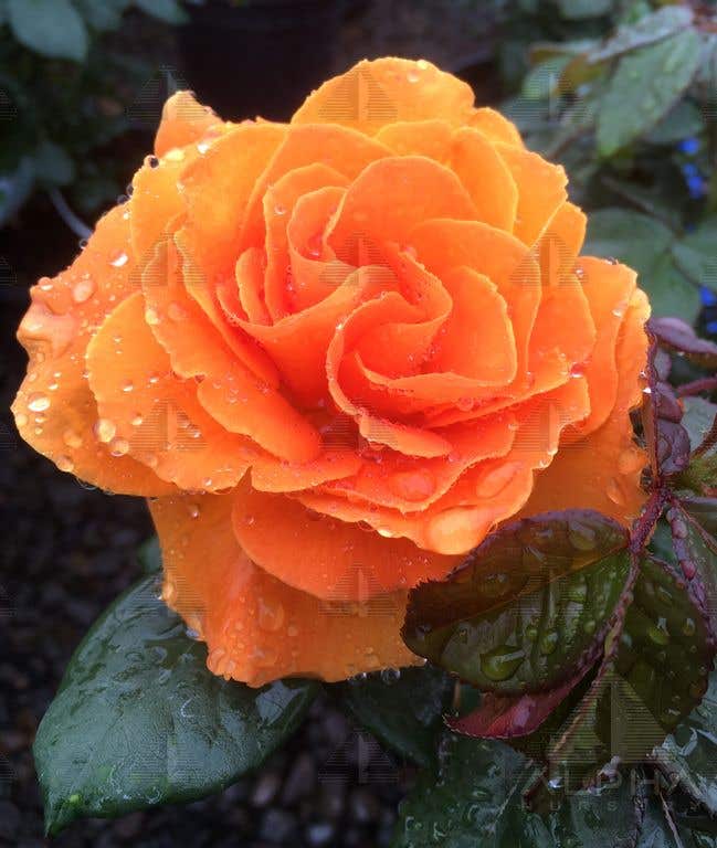 Vavoom™ Floribunda Rose , #2 Container Size