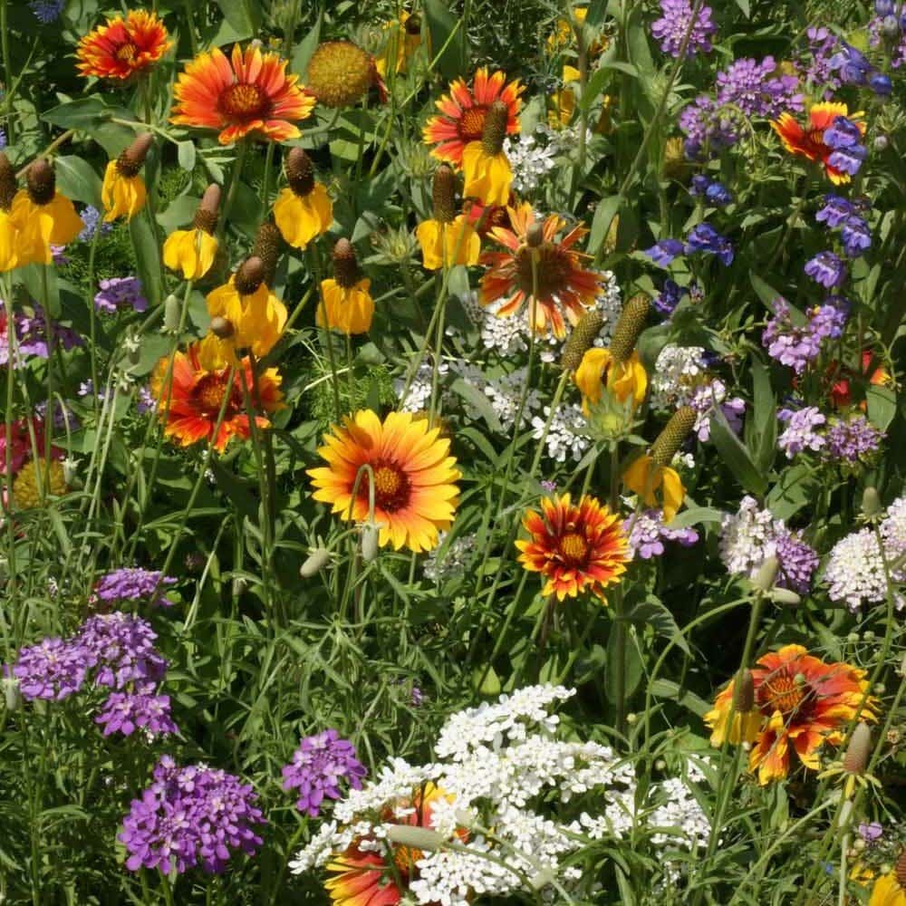 Great Basin Seed Western Wildflower Seed Mix, 3 Oz. Package