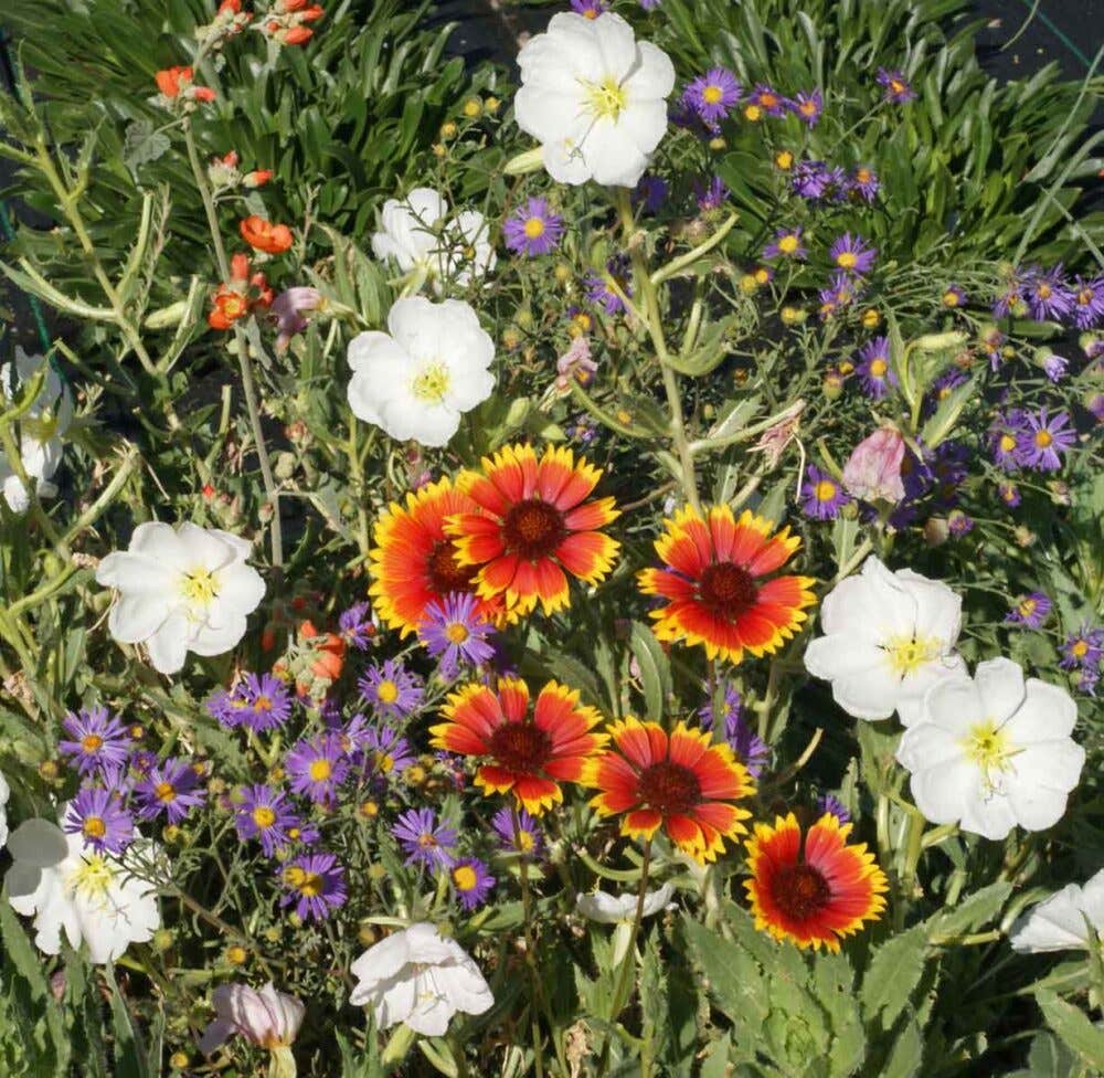 Great Basin Seed Xeriscape Wildflower Seed Mix, 3 Oz. Package