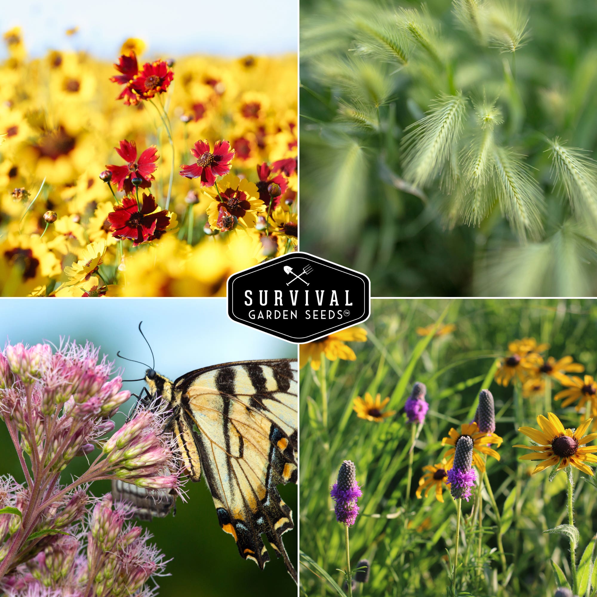 Survival Garden Seeds, Native Habitat Seed Collection, 24 Native Wildflowers & Grasses for Pollinators, Meadows & Low-Maintenance Landscapes