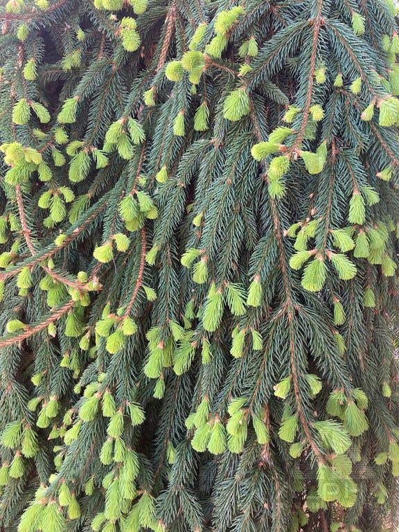 Weeping Norway Spruce, #7 Container Size- 36 Inch