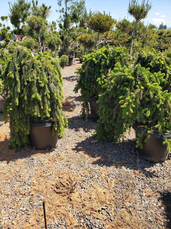 Weeping Norway Spruce, #7 Container Size- 36 Inch