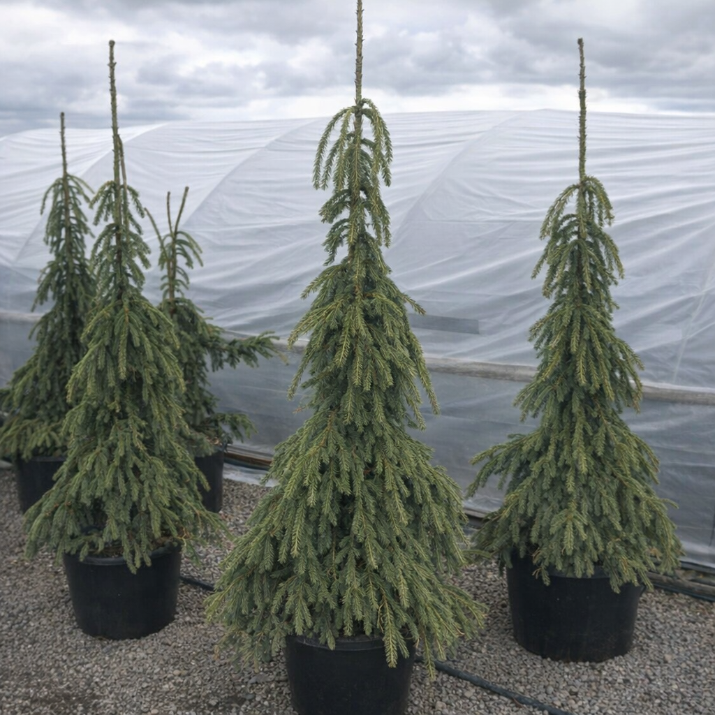 Weeping White Spruce, # 7 Container Size