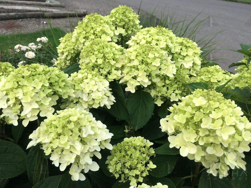 White Wedding® Hydrangea, # 3 Container Size