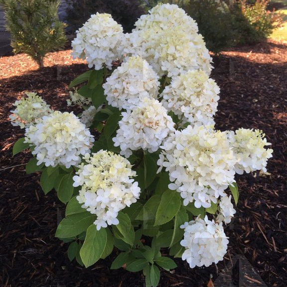 White Wedding® Hydrangea, # 3 Container Size
