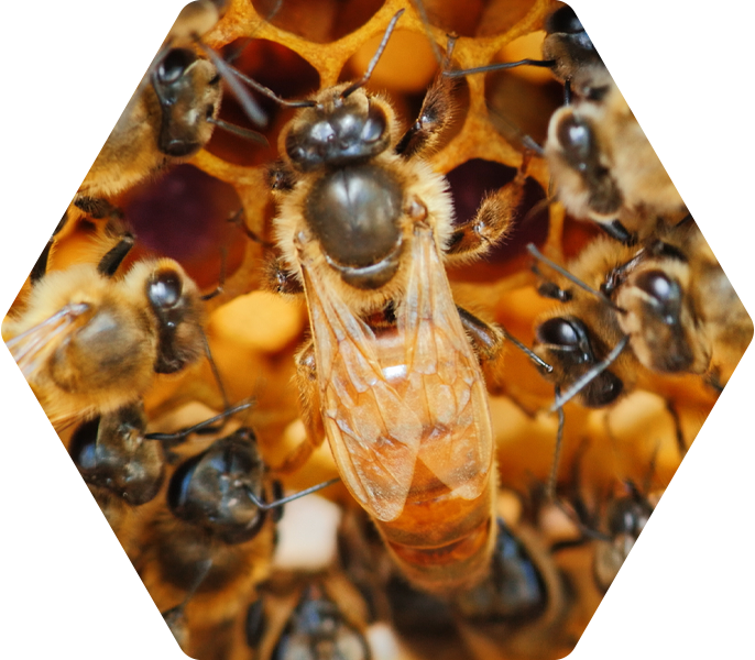 Live Bees 3 Lb. Package (With Italian Queen)